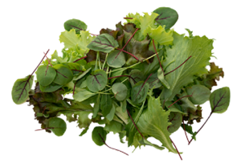 Gutters from Primo for growing baby leaf lettuce