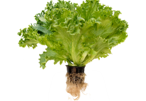 Gutter system designed for growing living lettuce