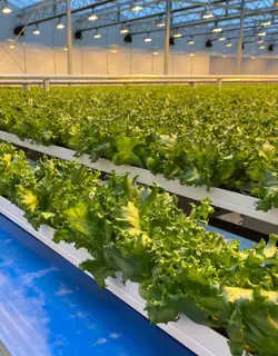 Greenhouse Gutters from Plastic