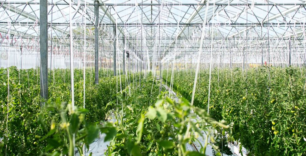 Greenhouse gutters production at Primo